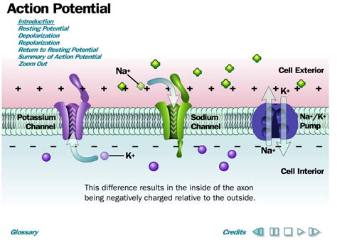 action potential